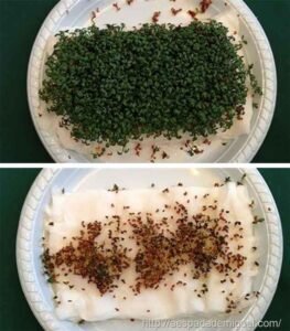 radiacao-wifi-sobre-vegetais